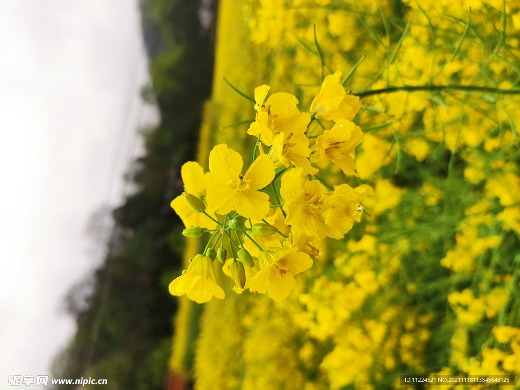 花卉