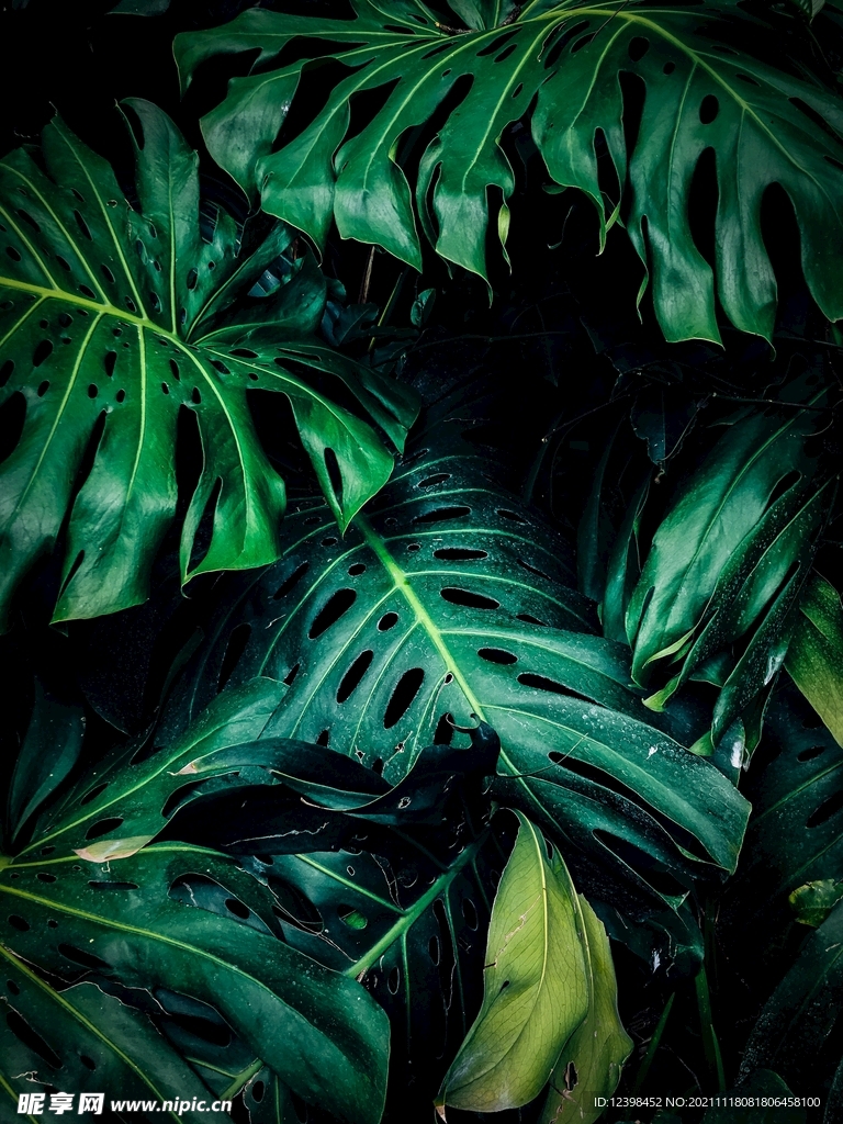 龟背竹