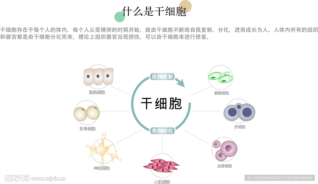 干细胞 分化 矢量图