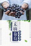 采摘葡萄