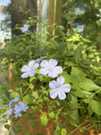 蓝花