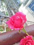 雨中月季