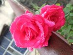 雨中的月季花