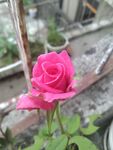 含苞待放
