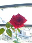 月季花开了