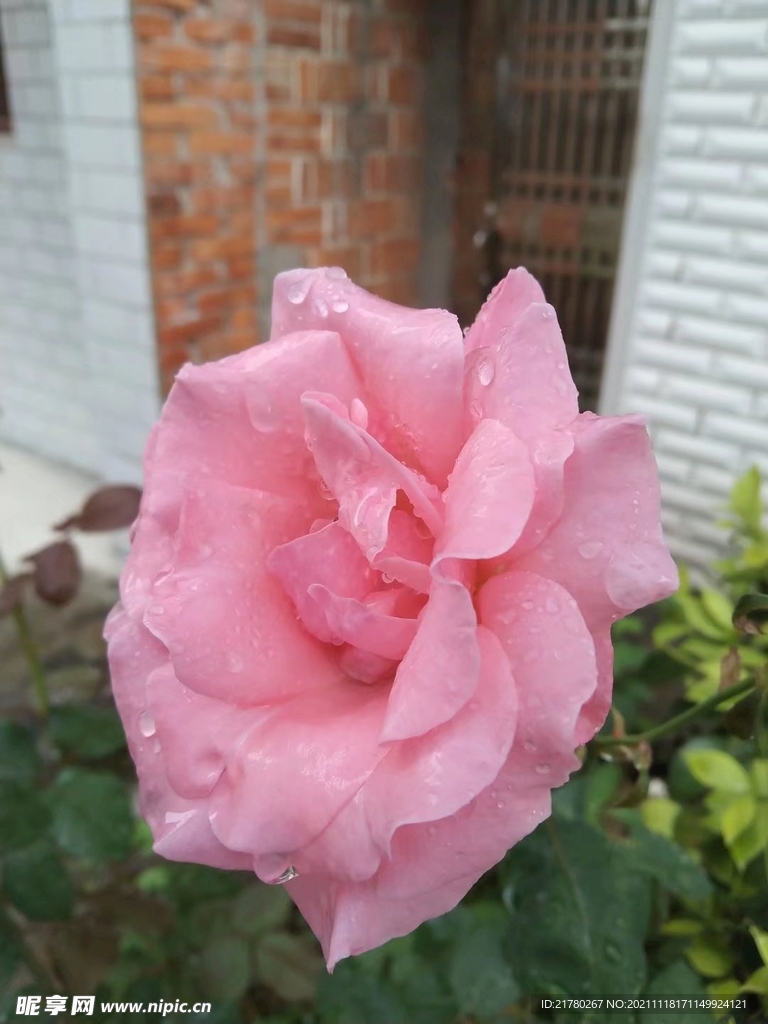 粉月季