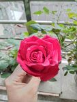 玫瑰花