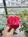 月季花
