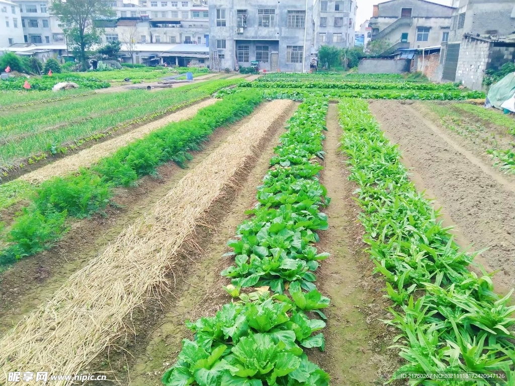 种菜种地 菜地