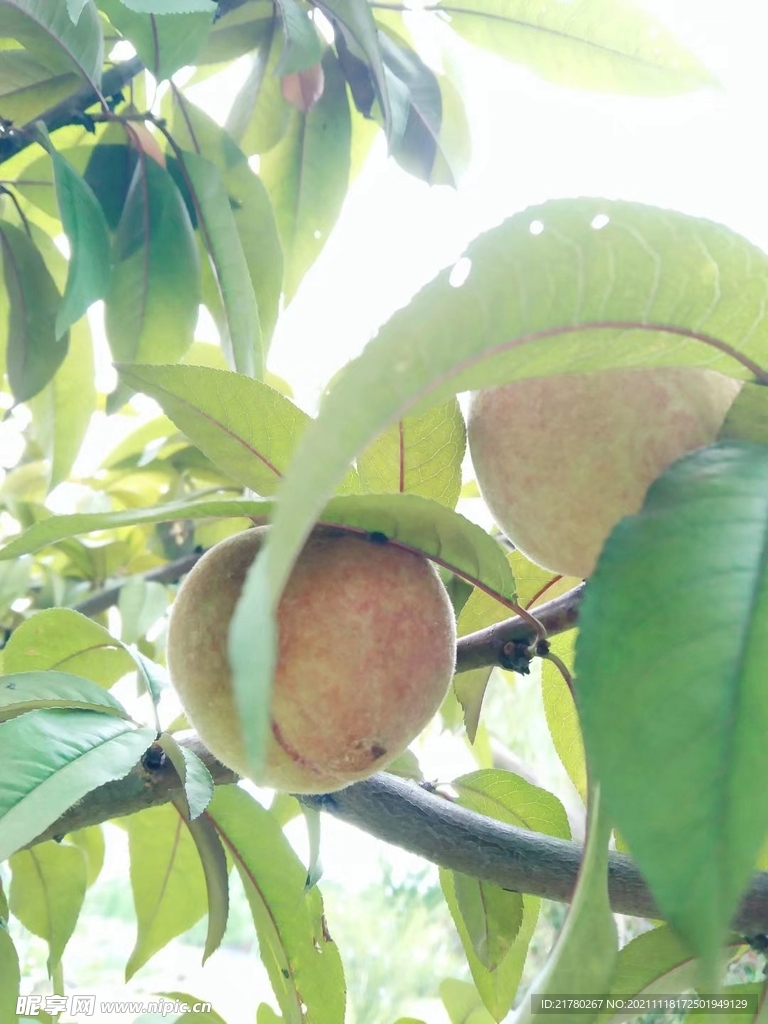 桃子结果