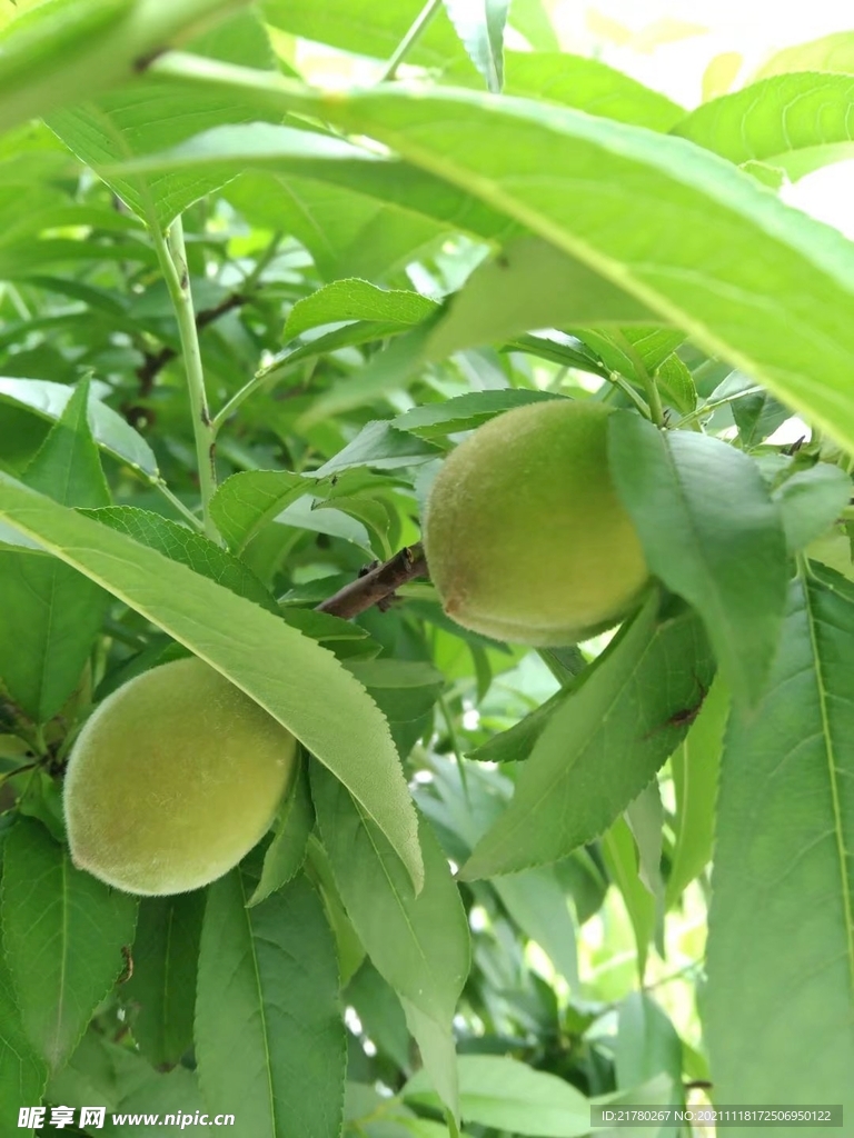 桃树 果树 果子