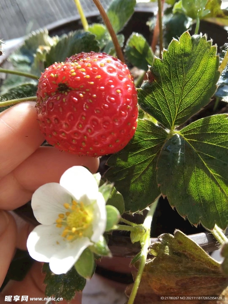草莓和花