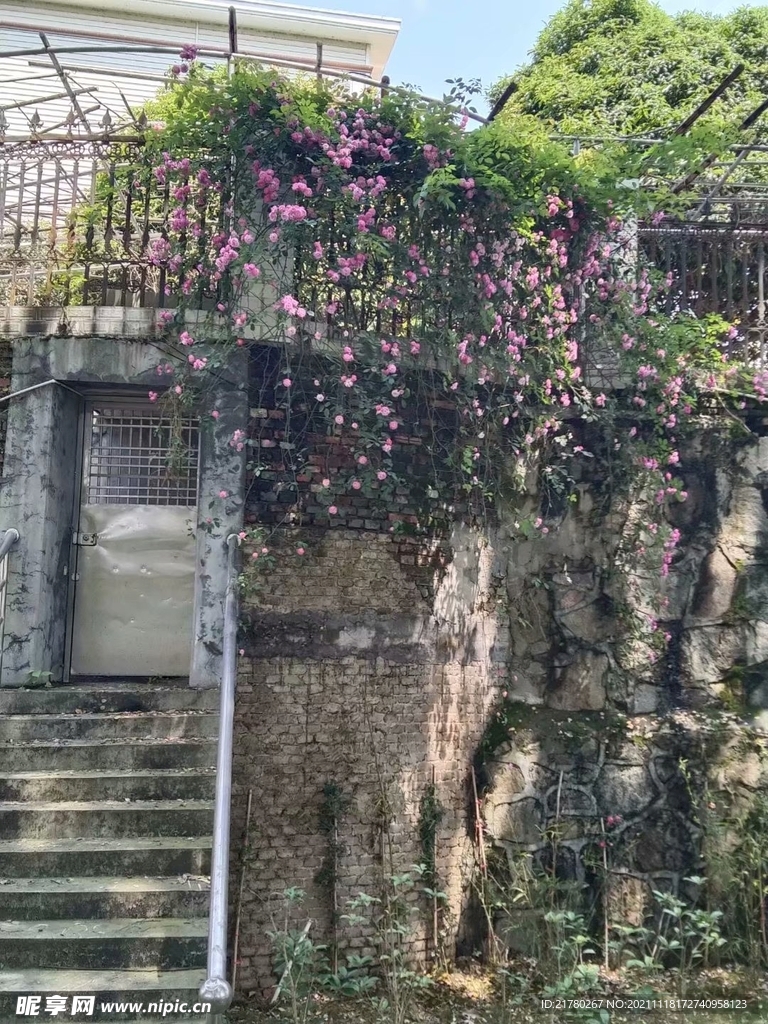 月季花
