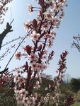 梅花枝头