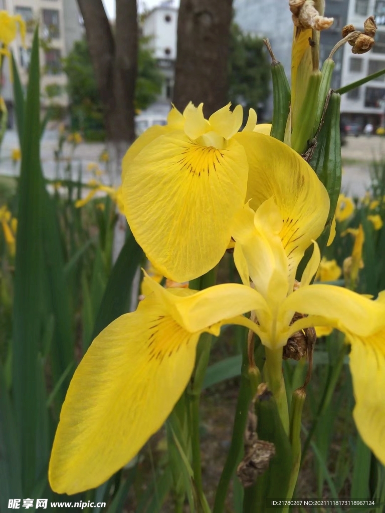 鸢尾花