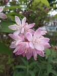 粉红花
