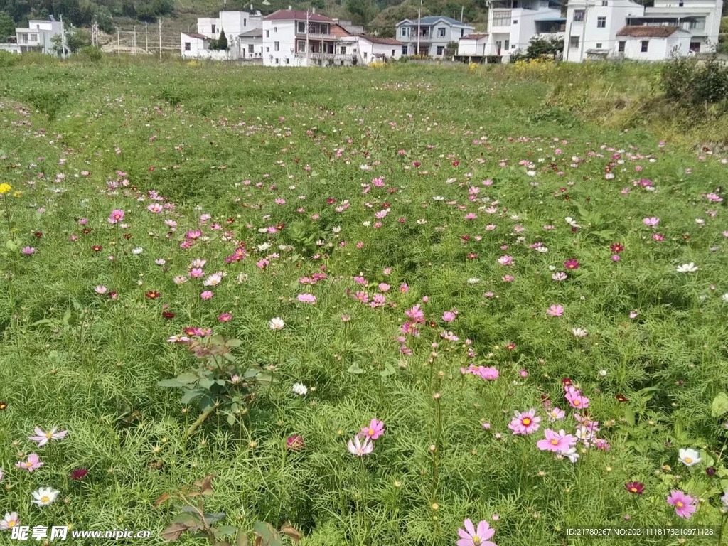 格桑花