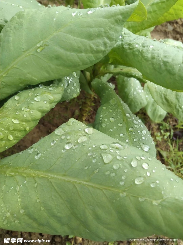 露水菜叶