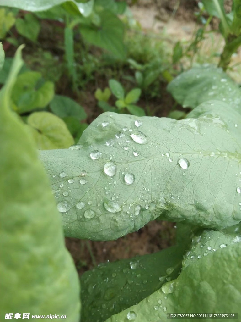 菜叶露水