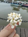 一朵花