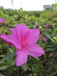 雨后一枝花