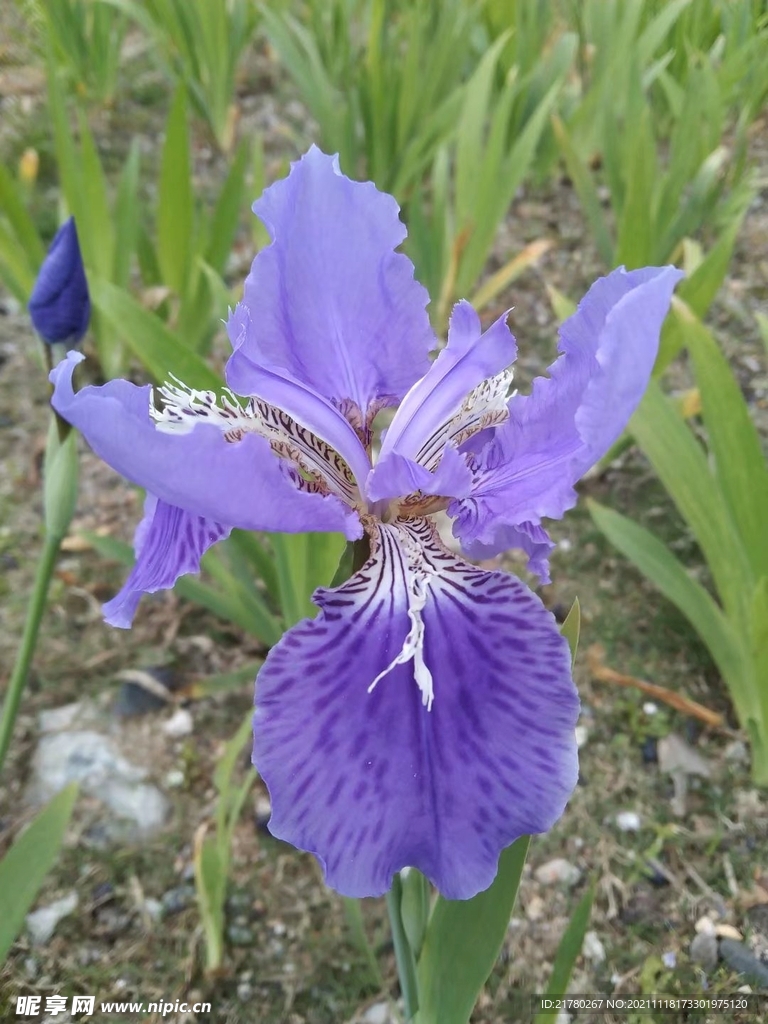 鸢尾花