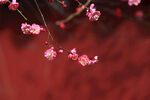 梅花
