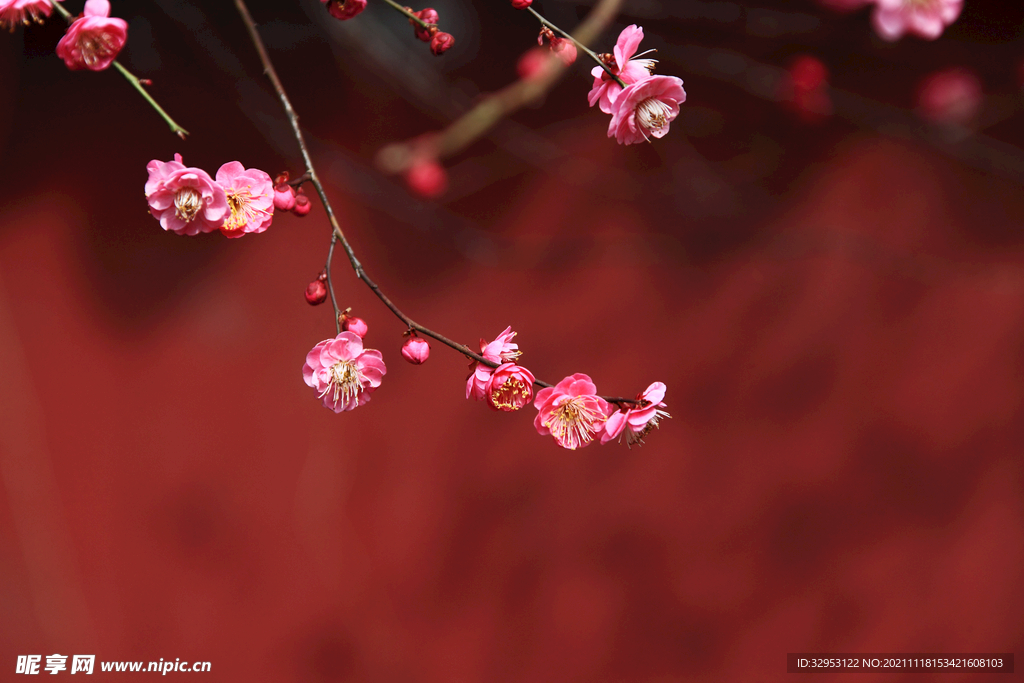 梅花