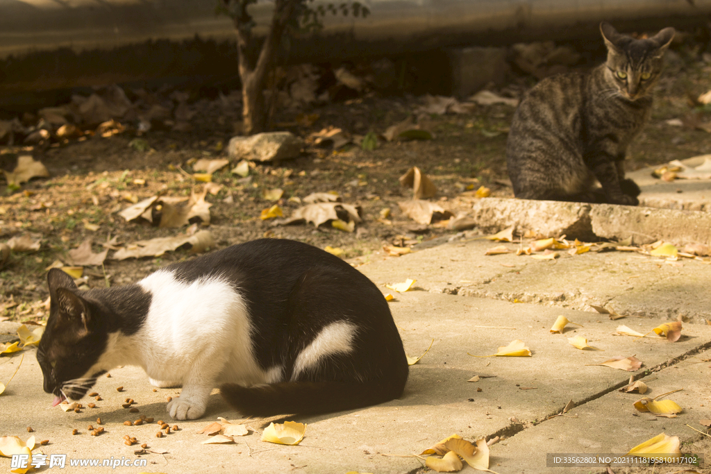 两只小猫