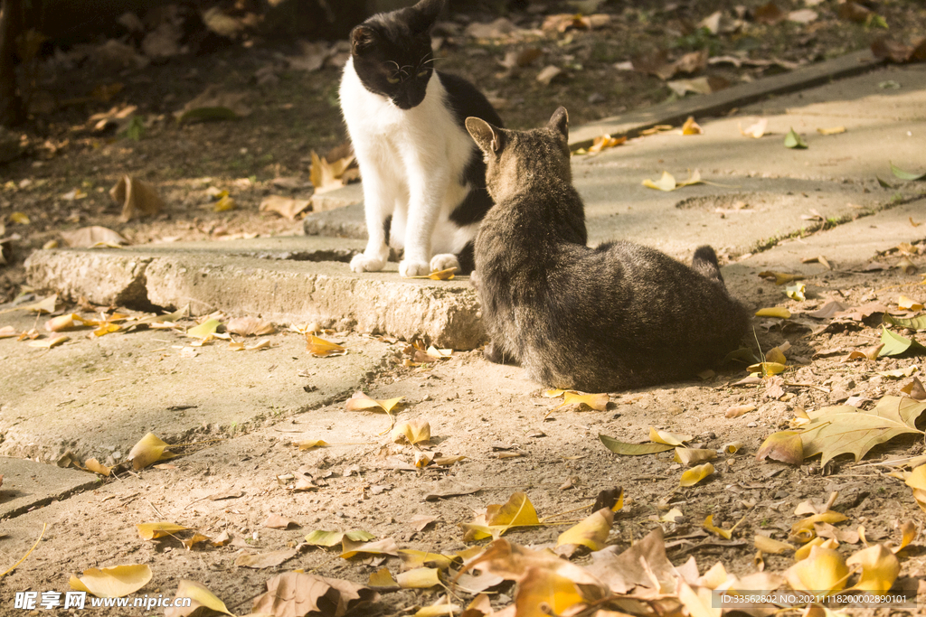 两只小猫