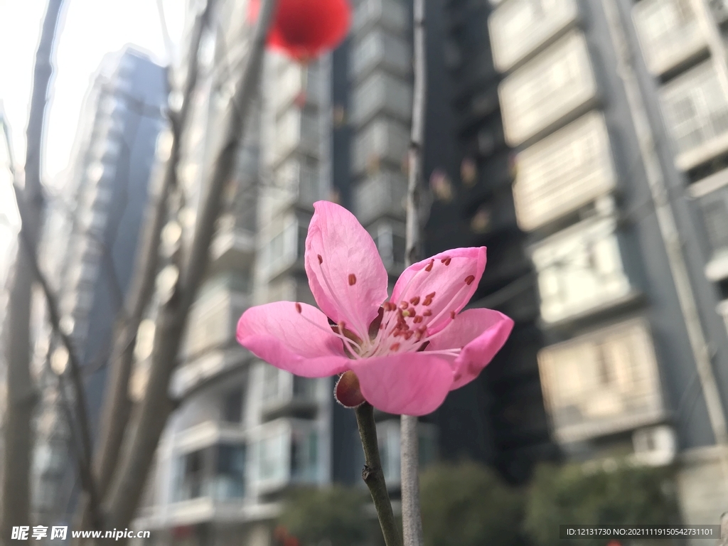 桃花