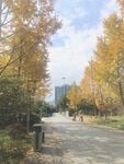 银杏 公园