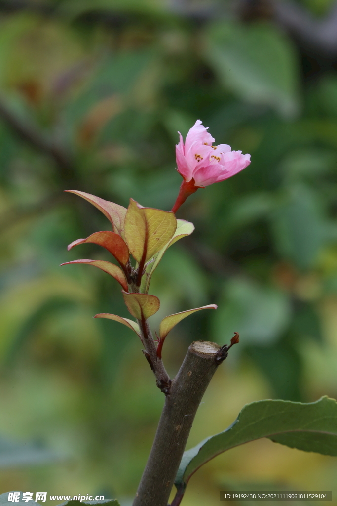 园林花草 