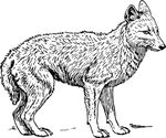 狐狸免抠