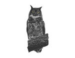 猫头鹰免抠