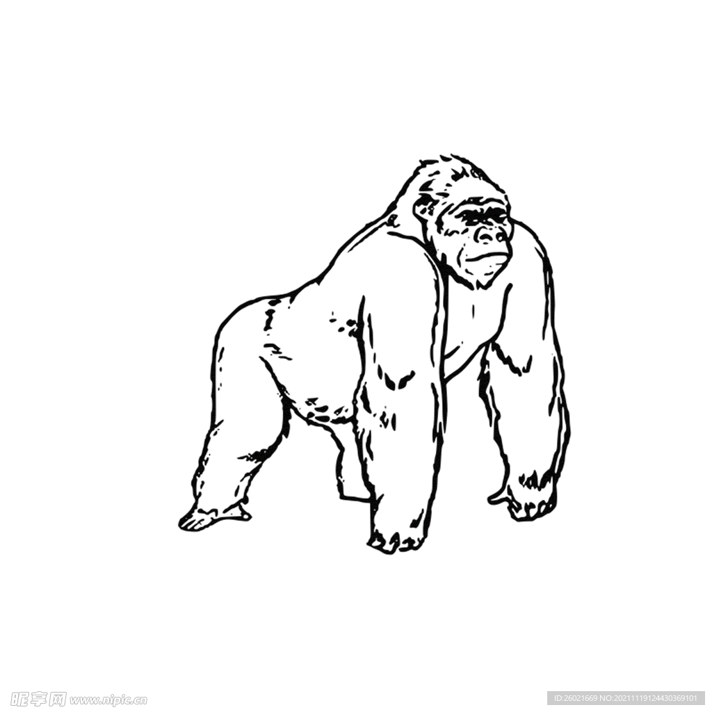 大猩猩线条免抠