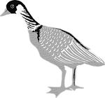 野鸭免抠