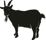 山羊免抠