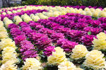 路边花坛鲜花