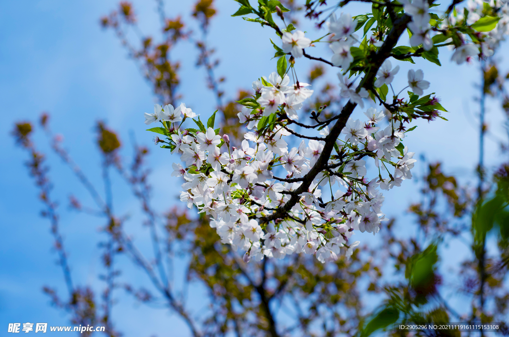 樱花节樱花特写