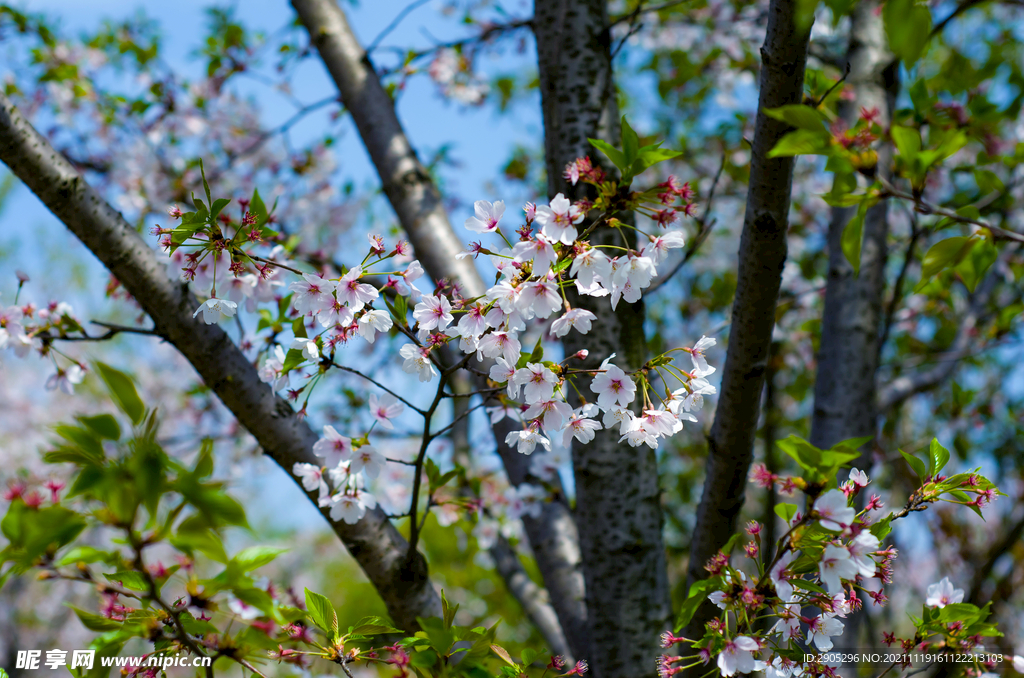 樱花节