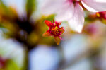 樱花花瓣