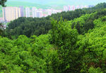 山