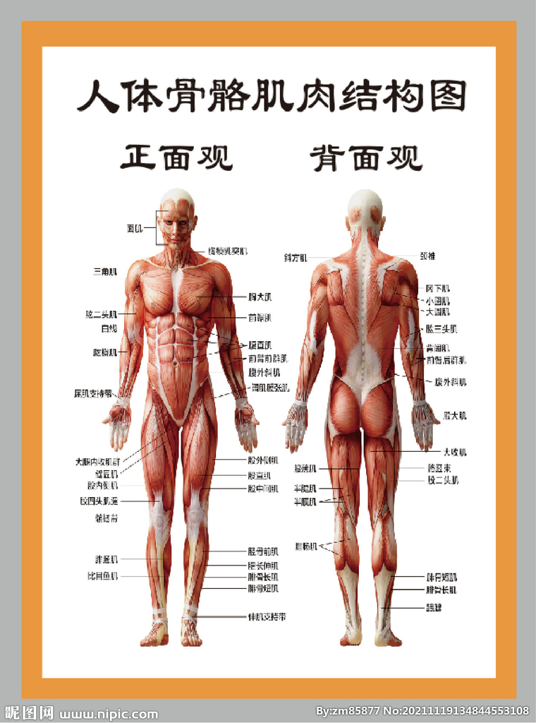 骨骼肌肉解剖结构图