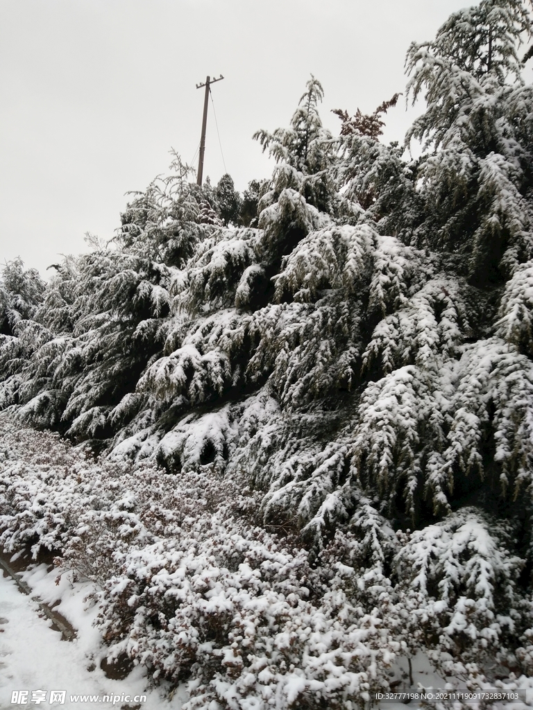 冬雪