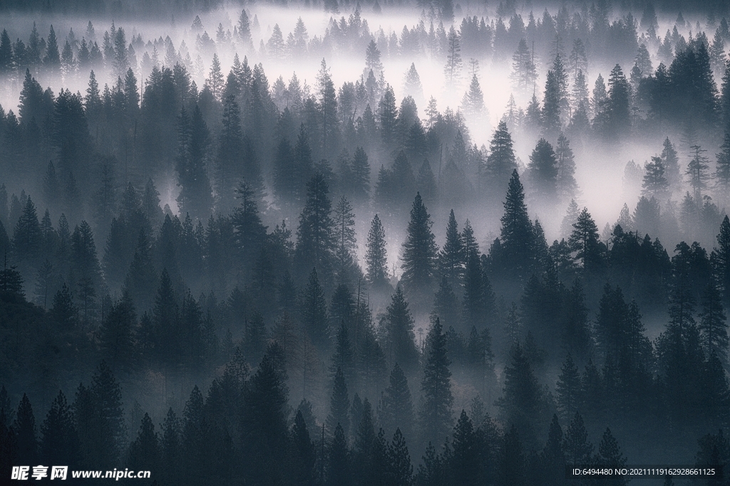 森林山脉雾气松树