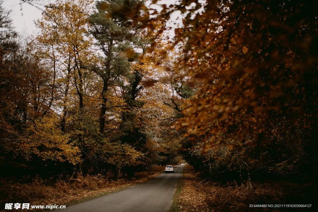 森林道路落叶秋天