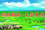 草原  九曲湾  锡盟羊