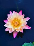 莲花