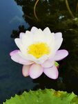 莲花
